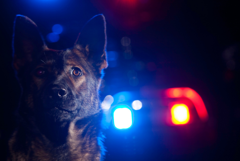 Image is of a police dog standing in front of police car with lights on at night, concept of your rights regarding drug dog search