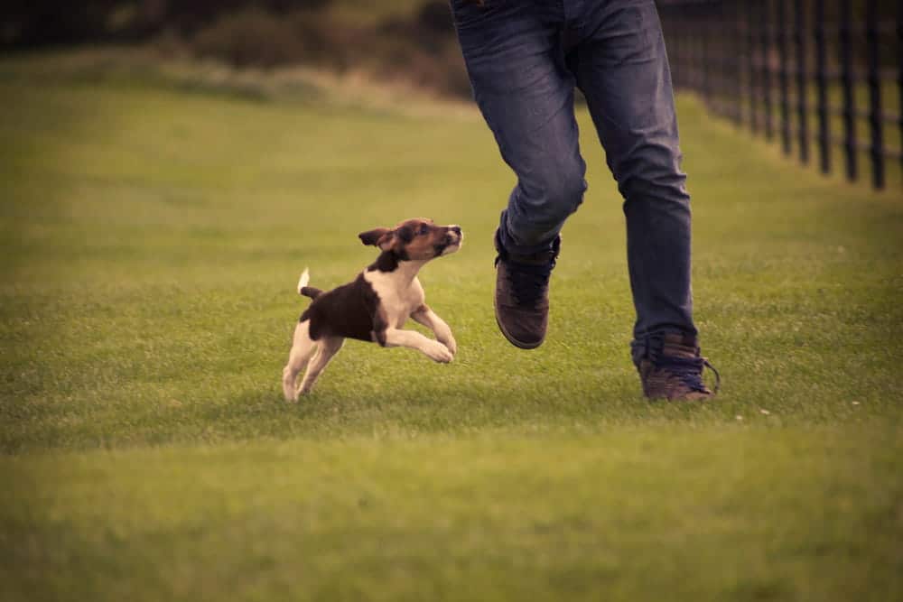 Image is of a dog chasing a person across a grassy field, concept of a dog bite lawyer helping victims injured by aggressive or uncontrolled dogs.