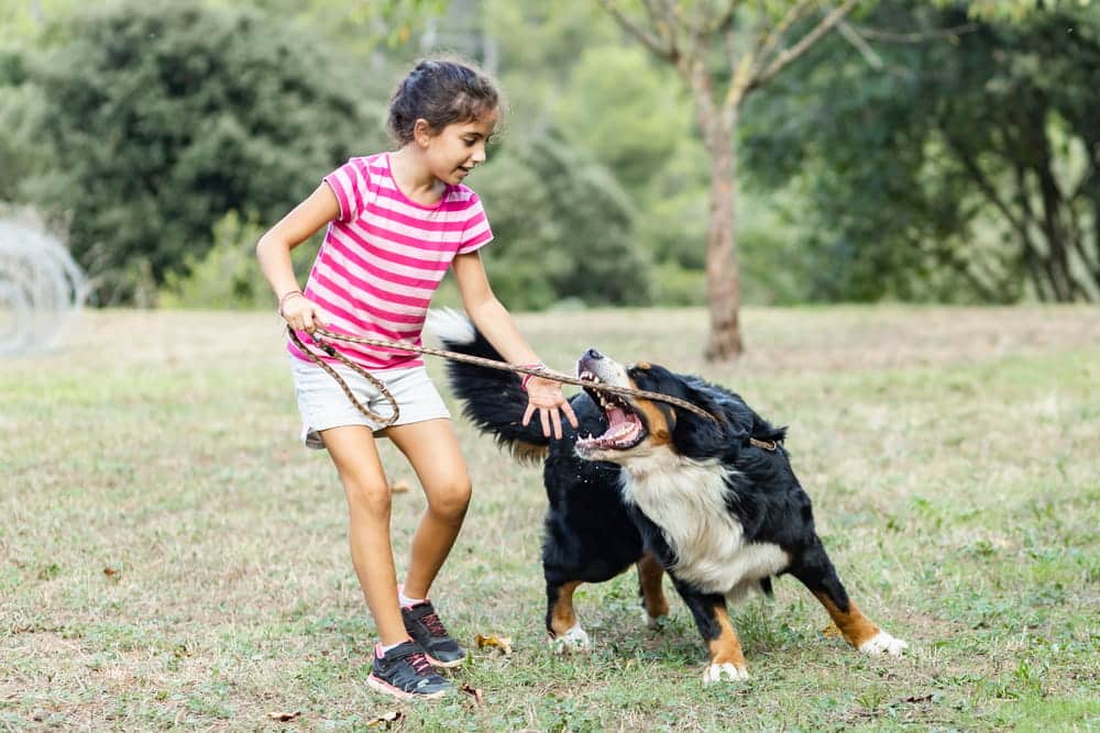 Image is of a child being bitten by a dog while outdoors, concept of a dog bite lawyer helping victims pursue compensation for serious injuries.